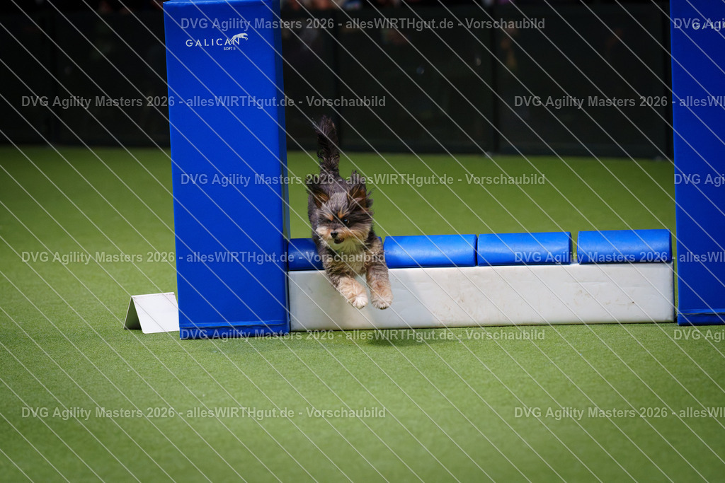 allesWIRTHgut_Tierfotografie-DVG_Agility_Masters_2026-13_57-7R500299 | Professionelle Tierfotografie in Mönchengladbach von Daniel Wirth (allesWIRTHgut). Liebevolle & natürliche Bilder von Hunden & Katzen für unvergessliche Erinnerungen.