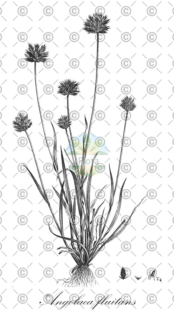 HistAbb_wfo-0000536542_103_ENZY_Simple | Historische Abbildung von Angolaea fluitans - Podostemaceae | Historical Illustration of Angolaea fluitans - Podostemaceae