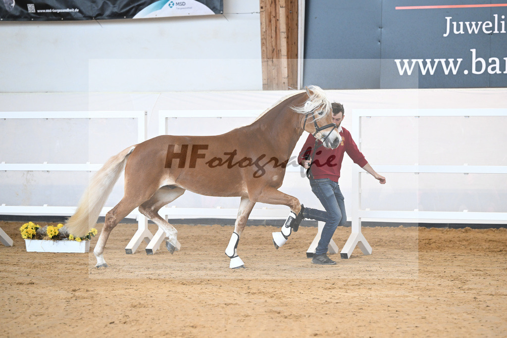Kat-Nr. 17 v. Amore Mio_Stange_2230253 | hf-fotografie - Realisiert mit Pictrs.com