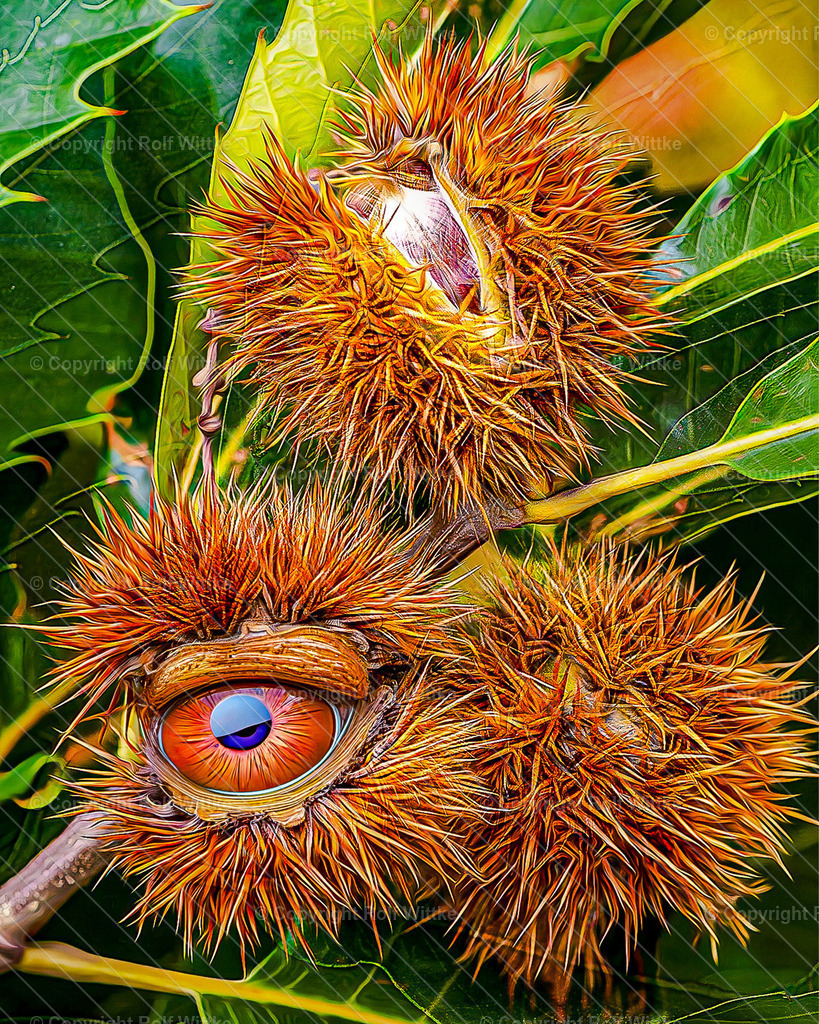 kastanienauge1 | die schauende Kastanie hat alles im Blick - Realisiert mit Pictrs.com