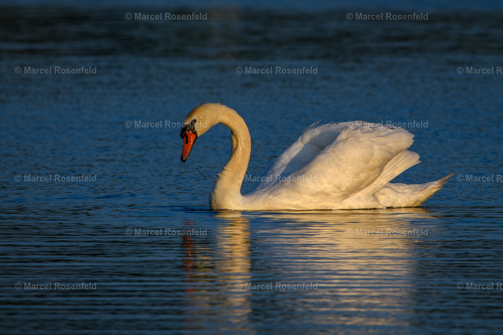 _DSC1304 | foto-rosenfeld
