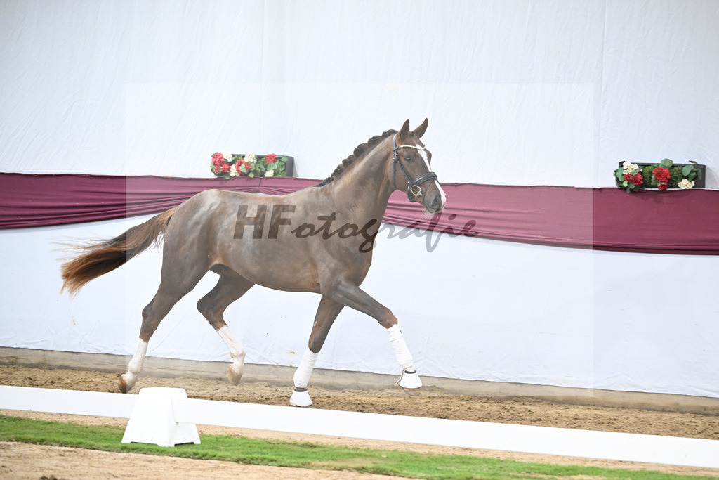 Kat-Nr. 113 Benicio x Floriscount_Galneder Zuchthof GbR_47253755 | hf-fotografie - Realisiert mit Pictrs.com