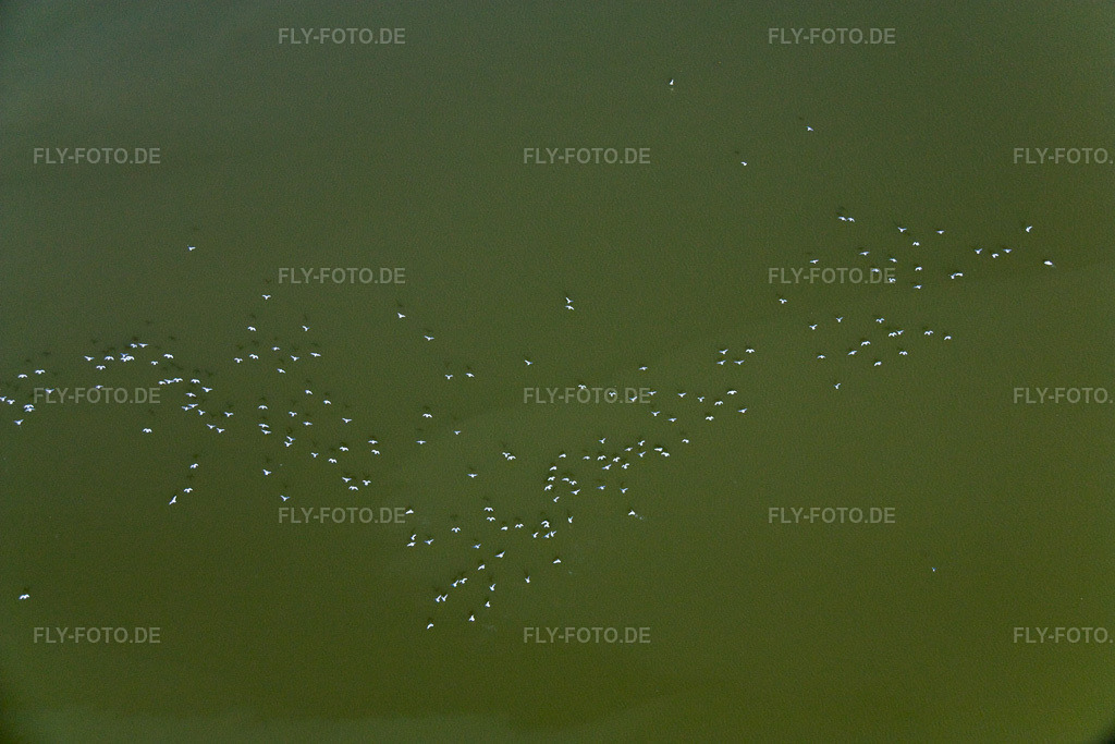 Luftbild: Wasservögel am Ammersee in Ammersee im Bundesland Bayern in Deutschland. Foto: IMG_17867.jpg vom 15.04.2009 durch Werner Riehm/FLY-FOTO.de
