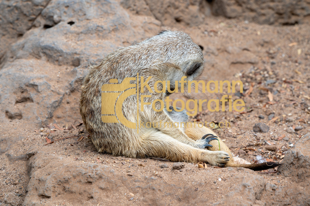 Jungle_Park_def-4065 | kaufmannfoto - Realisiert mit Pictrs.com