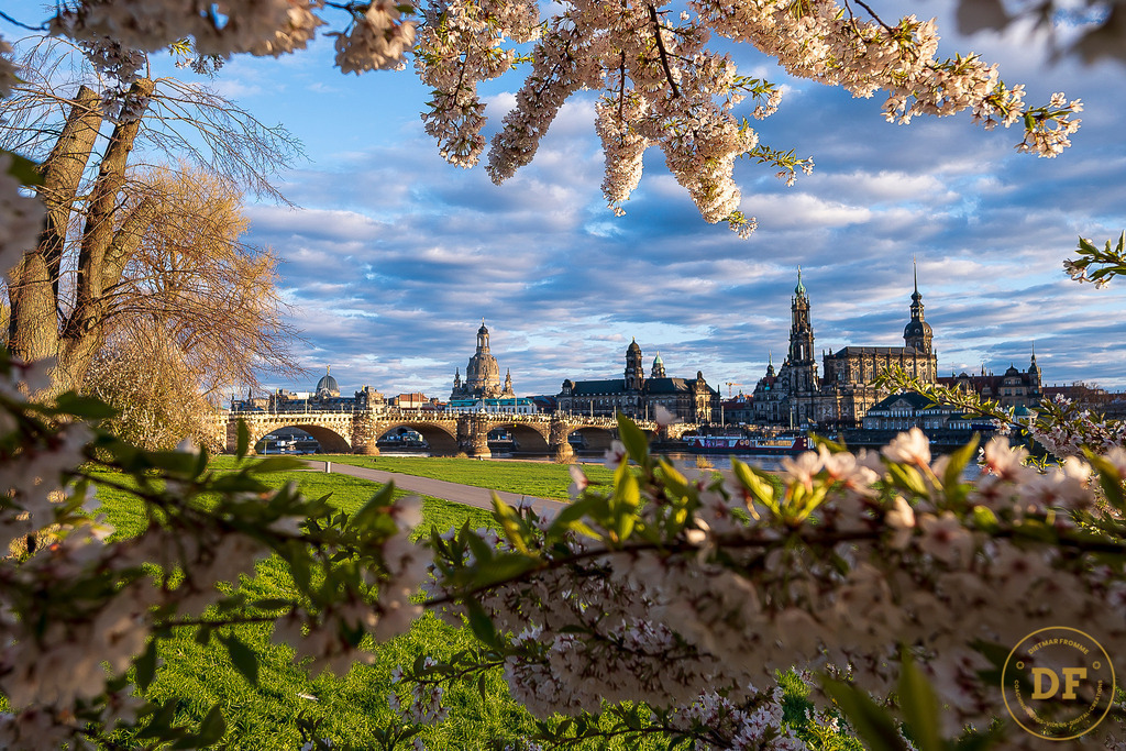 9324-Top-Baum-Canalettoview-L | Geschenke, Wandbilder und Accessoires mit Motiven aus Dresden und anderen schönen Orten zur Verschönerung Deines zu Hauses und zum verschenken gewünscht? Wähle Deine Lieblingsbild auf dem Produkt Deiner Wahl. 
