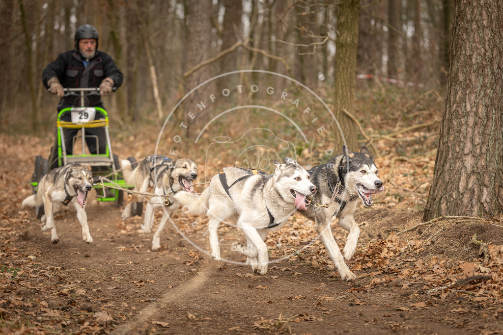 Pfotenfotografie_DV3A8894 | Hundefotografie, Tierfotograf, Pfotenfotografie, Fotoshooting Hund, Hunde Portrait, Hundesport, Hundeportraits, Heideshooting, Hunde, Sportfotograf, Hundefotograf, Turnierhundsport, THS,  - Realisiert mit Pictrs.com