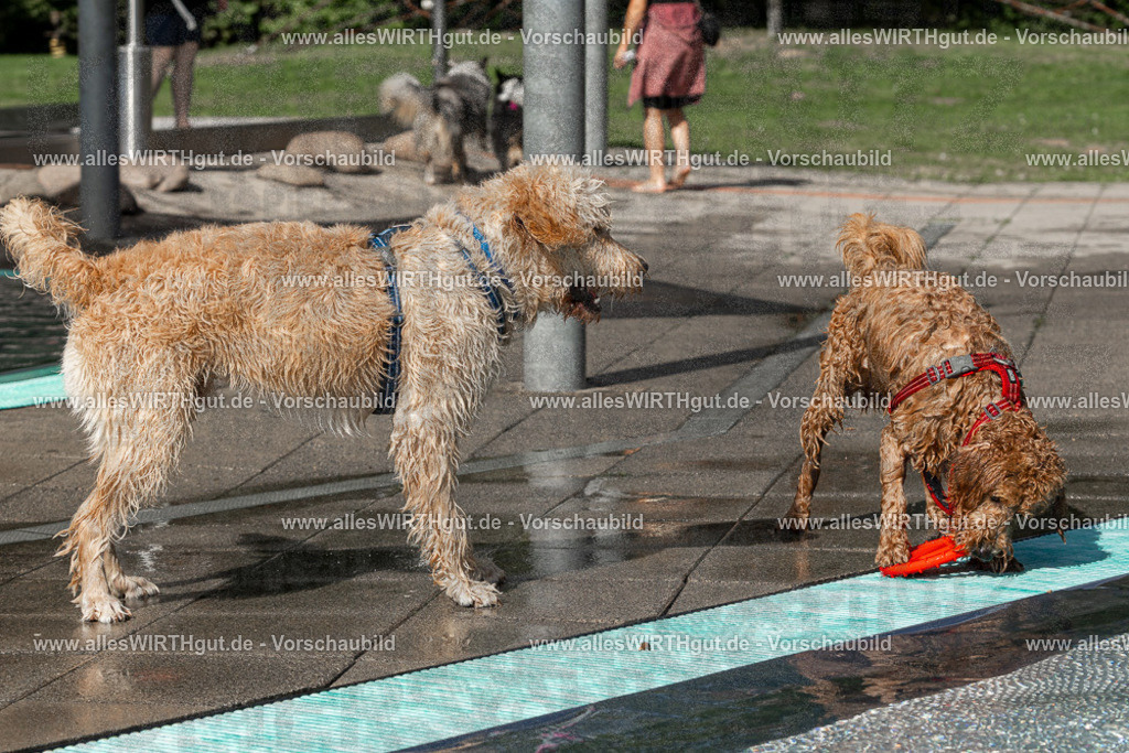 Hundeschwimmen_Volksbad_2026-allesWIRTHgut_Tierfotografie-2609061533-FAY07280 | Professionelle Tierfotografie in Mönchengladbach von Daniel Wirth (allesWIRTHgut). Liebevolle & natürliche Bilder von Hunden & Katzen für unvergessliche Erinnerungen.