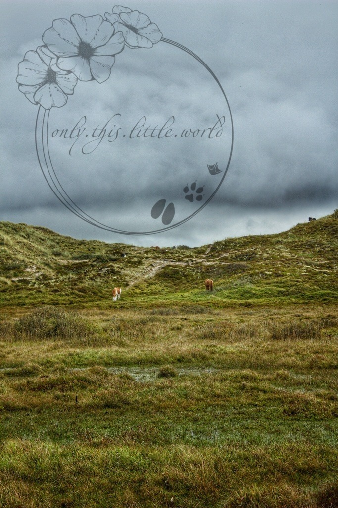 IMG_8442-01 | only.this.little.world - Realisiert mit Pictrs.com