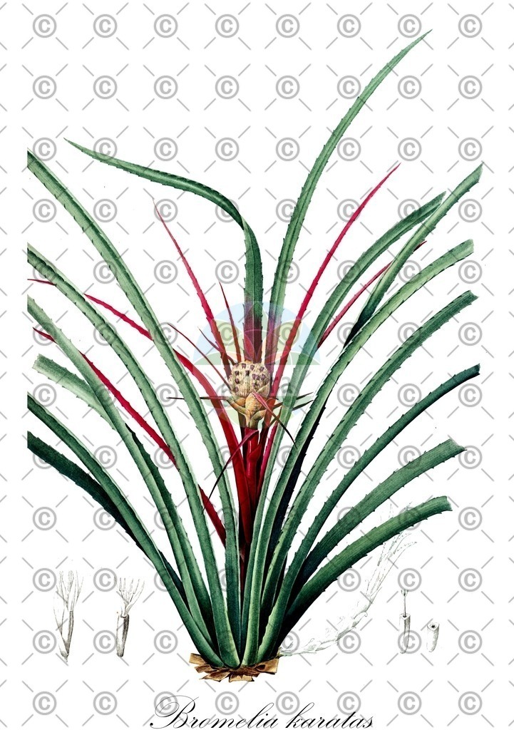 HistAbb_wfo-0000432056_1_ENZY_Simple | Historische Abbildung von Bromelia karatas - Bromeliaceae | Historical Illustration of Bromelia karatas - Bromeliaceae
