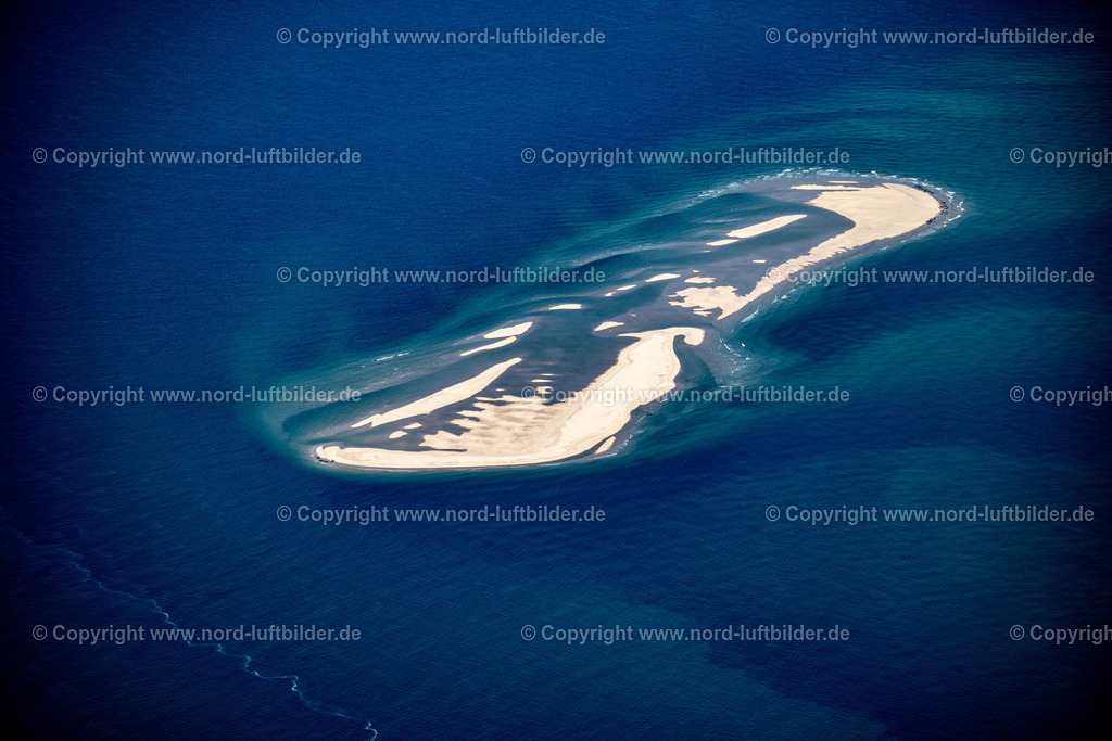 Sylt_Hörnum_Sandbank_Vor_Der_Odde_Seehundbank_ELS_8800210625 | SANDBANK VOR AMRUM SYLT 21.06.2025 Seehunde, Kegelrobben auf einer Sandbank- Landfläche in der Meeres- Wasseroberfläche Nordsee vor Amrum im Bundesland Schleswig-Holstein. // Seals on one area in the sea water surface North Sea in front of Amrum in the state Schleswig-Holstein. Foto: Martin Elsen