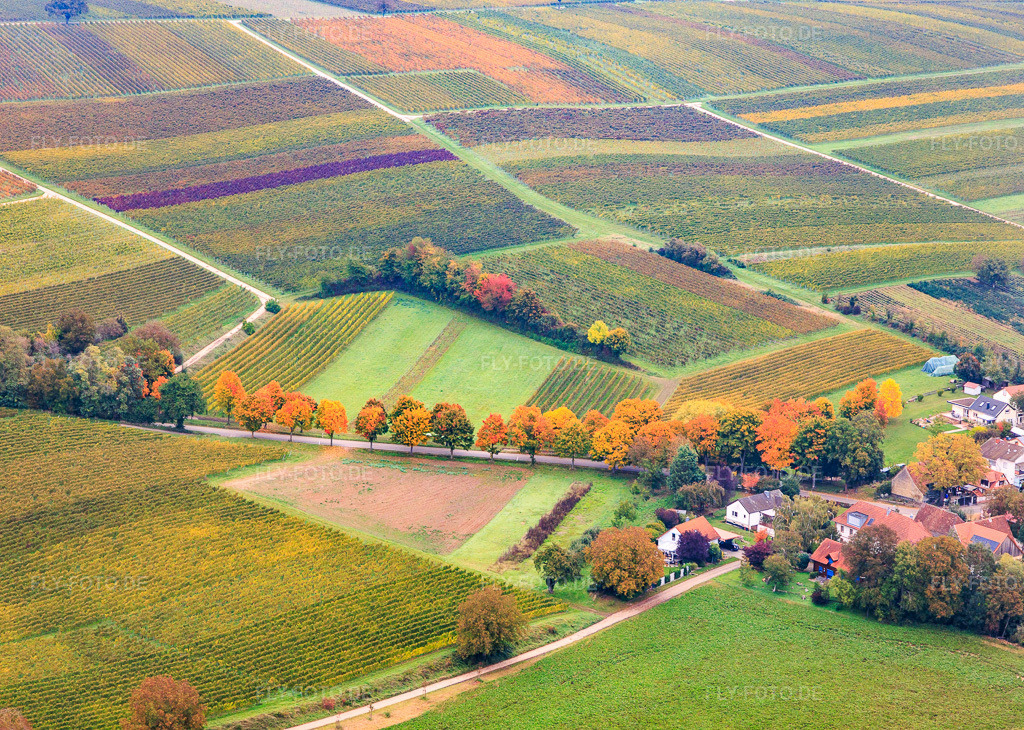 Luftbild: Herbstlich verfärbte Allee an der K24 in Dierbach im Bundesland Rheinland-Pfalz in Deutschland. Foto: IMG_150042.jpg vom 10.10.2025 durch Werner Riehm/FLY-FOTO.de
