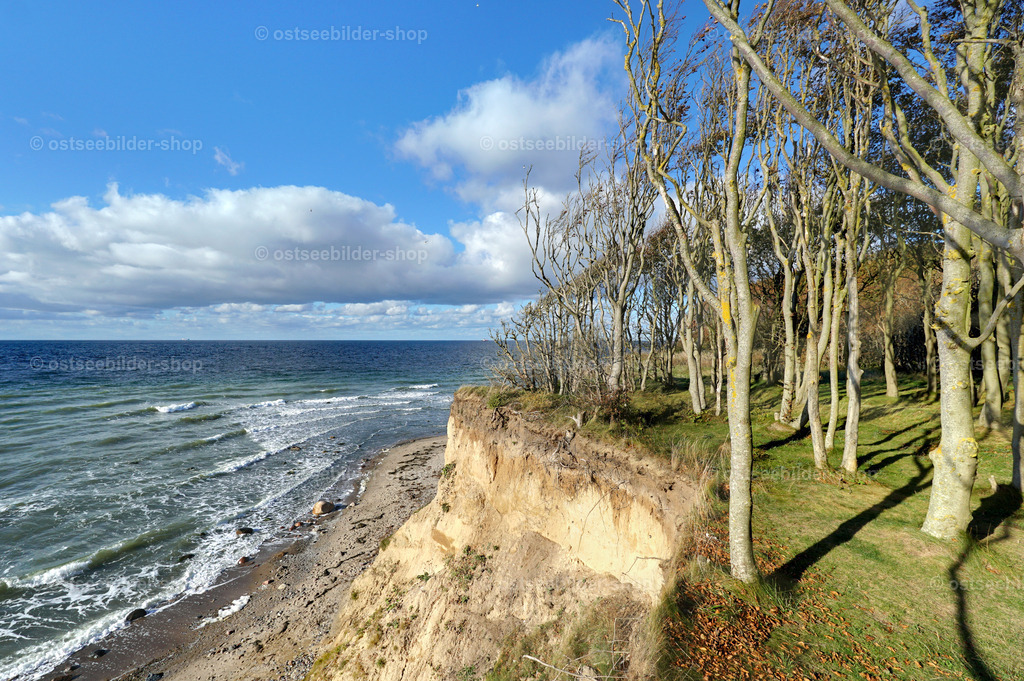 Wald am Steilufer | Das Bild zeigt einen kleinen Wald an der Steilküste der Ostsee auf Rügen. Schaumkronen rollen an den Strand. Hier enden Land und Wald abrupt an der Ostsee.