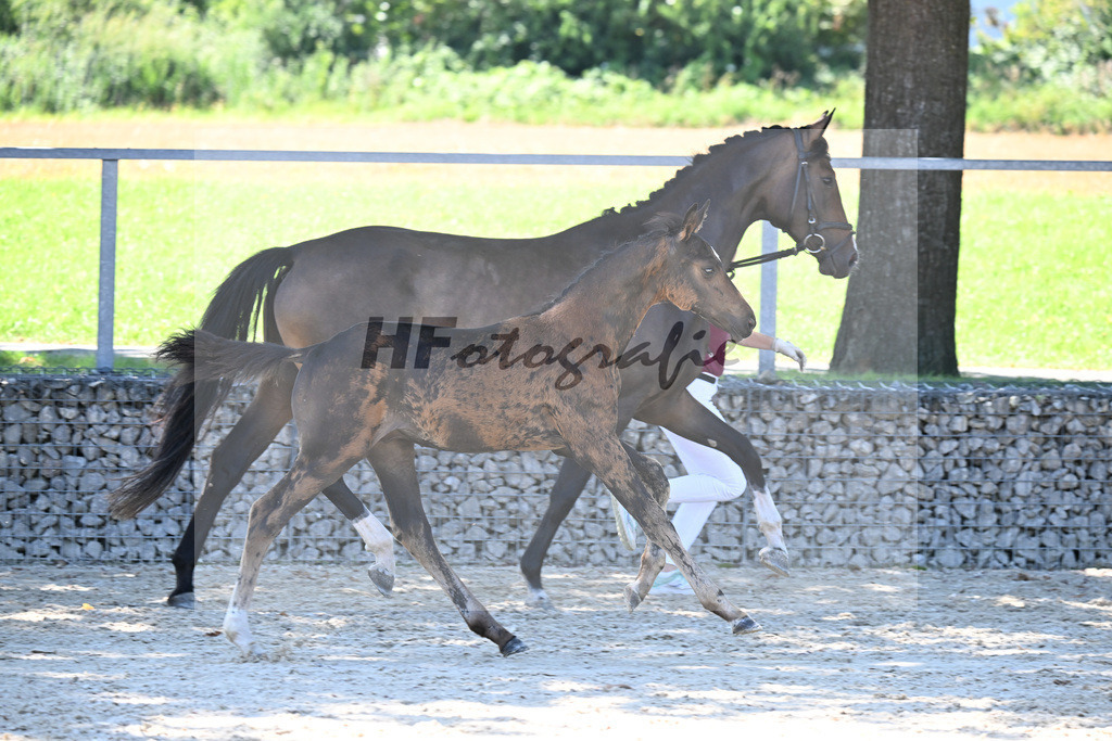 Kat-Nr. 4 Diathletico x Chacfly PS_HF_Leis_26250314 | hf-fotografie - Realisiert mit Pictrs.com