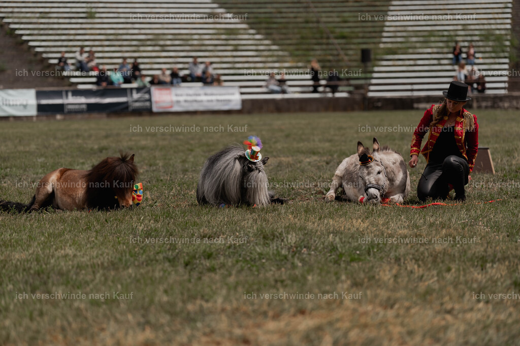 Showprogramm-273 | working equitationturnier fotograf videograf stoibphotography marixx film working equitation deutschland reitsport turnierfotografie eventfotografie equestrian events
