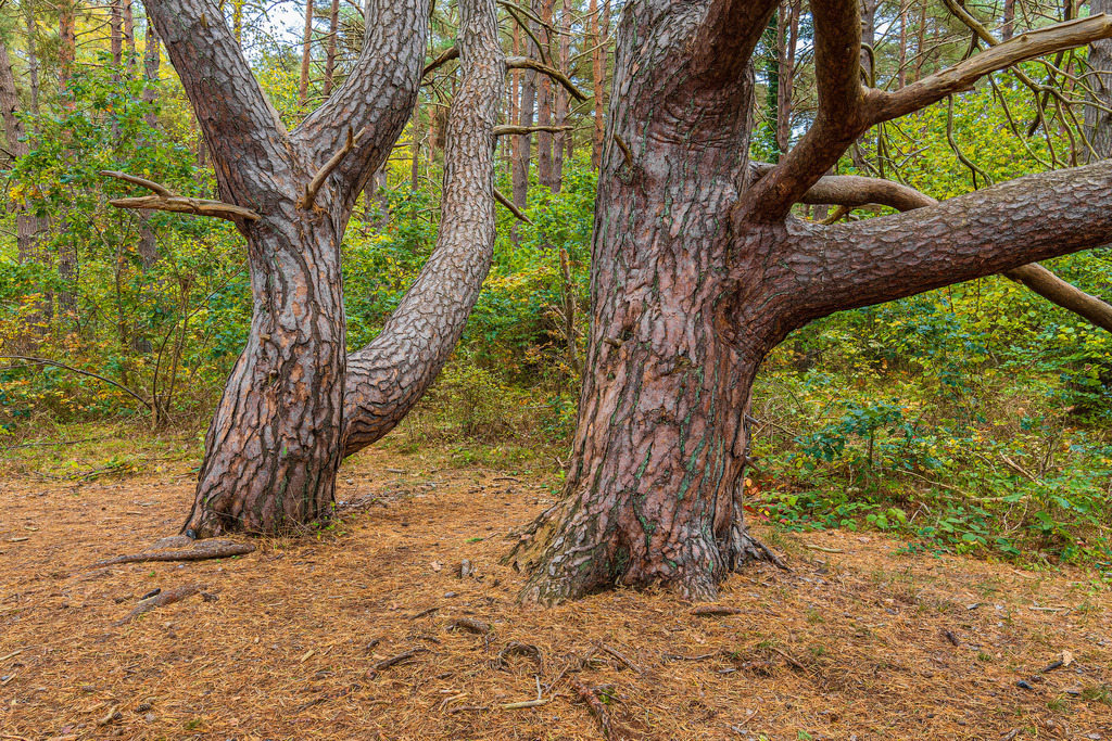 Herbstliche Wälder auf der Insel Rügen | Herbstliche Wälder auf der Insel Rügen.