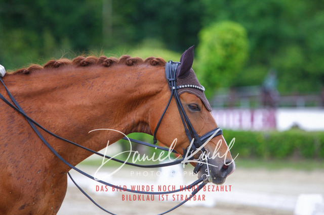 DKP47890 | Turnierfotos kaufen im Webshop von Daniel Kuhl Photography – entdecke professionelle Reitsportfotos aus Turnieren & Events. Hochwertige Turnierbilder online bestellen & sichern. Jetzt Fotos von Reitsportturnieren kaufen!