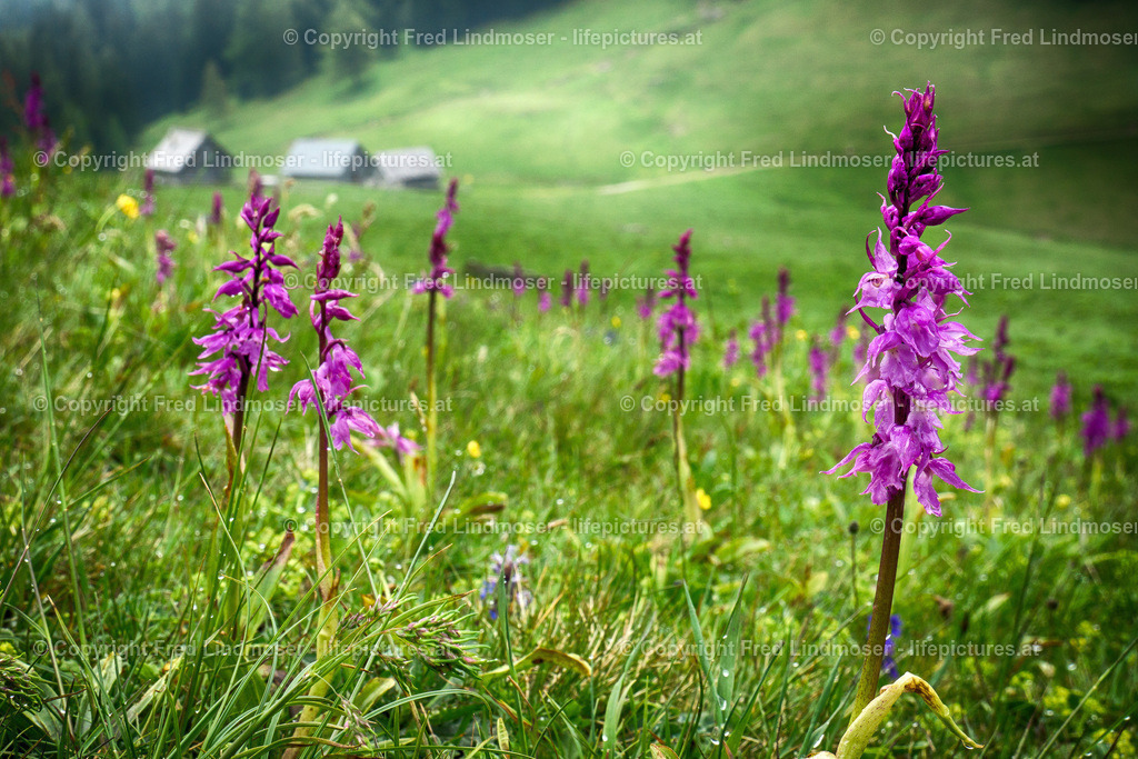 Sohlenalm_DSC06335 | Fotos und Fotoprodukte - Realisiert mit Pictrs.com