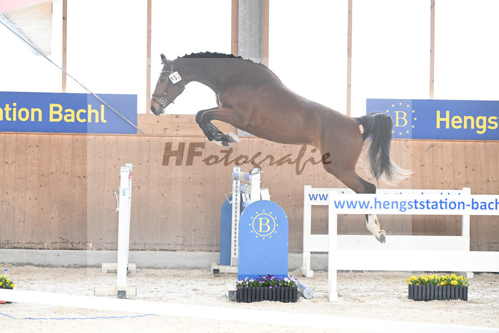 Kat-Nr. 53 Condessa M v. Van Cordoba_Mayer_5250472 | hf-fotografie - Realisiert mit Pictrs.com
