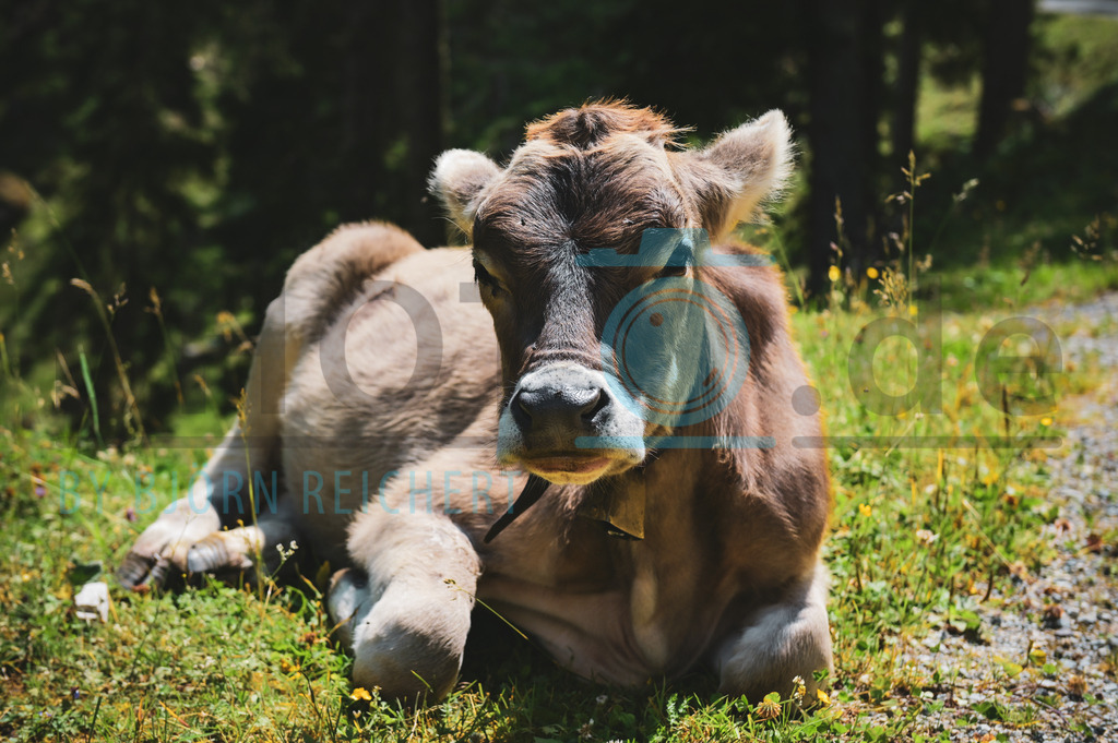 Chilex | Tiere
© Björn Reichert/Bhoto.de