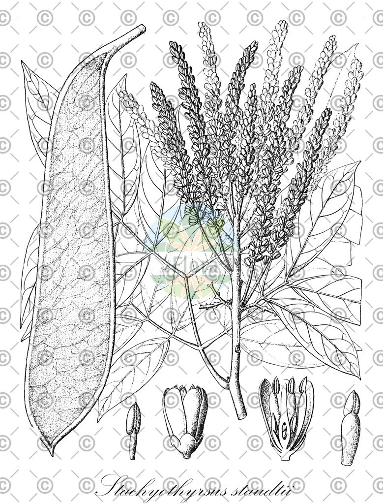 HistAbb_wfo-0000557847_1_ENZY_Simple | Historische Abbildung von Stachyothyrsus staudtii - Fabaceae | Historical Illustration of Stachyothyrsus staudtii - Fabaceae