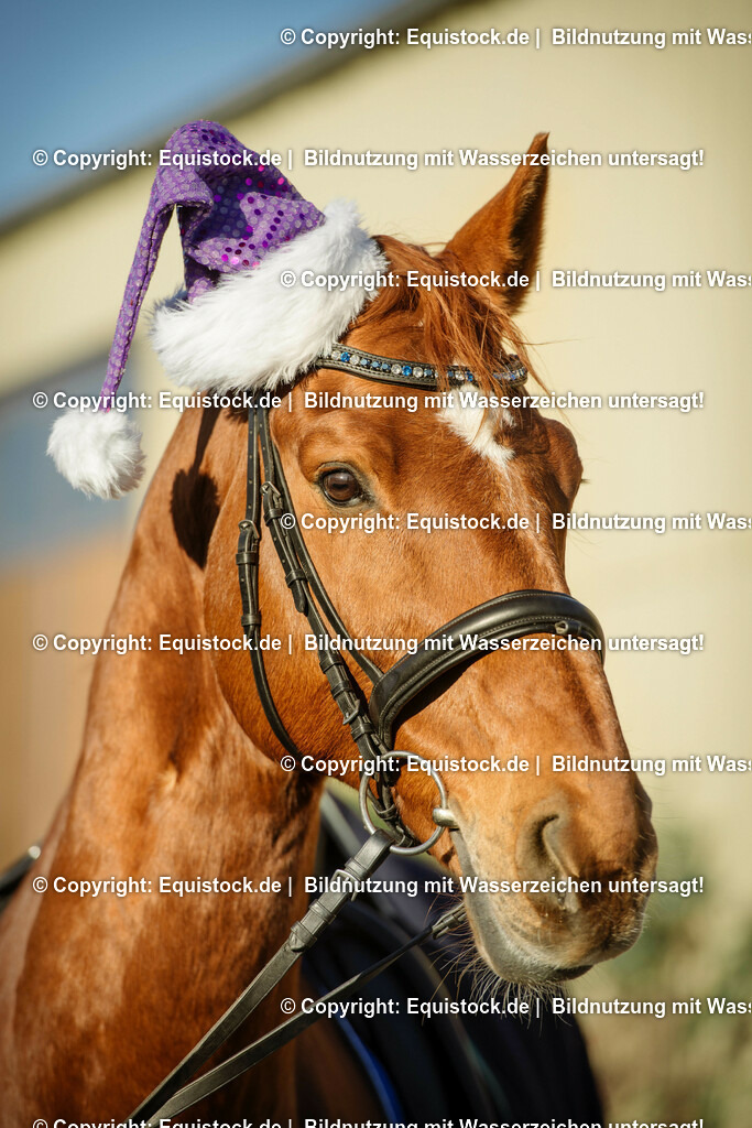 20151206_TOMsPiC_0347 | equistock