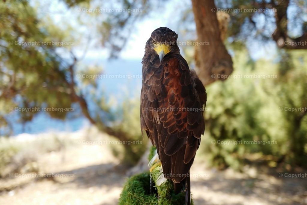 L1000953 | romberg-arts, romberg-arts.de, www.romberg-arts.de, Foto_Online_Shop, Julia Fuhrmann, Köln, Fotos, Fotografie, Fotokunst, Kunstdrucke, Naturfotos, Aktfotos, Nacktfotos, schwarz_weiß_Fotos, Blumenfotos, Blumen, Tiere, Beton, Korrosion, Lächeln, Drucke