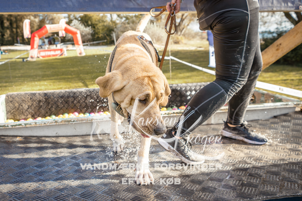 1458_ZZ95457-2 | kk-dogfotos