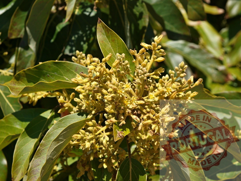 Avocado tree blooming with small yellow flowers and green leaves in spring | Close-up of avocado tree flowers blooming in spring, with small yellow flowers and green leaves - Realisiert mit Pictrs.com