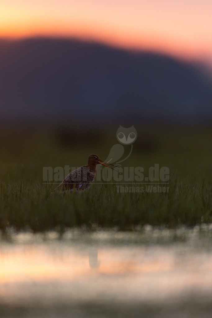 20220412064513-5 | 
Die Uferschnepfe (Limosa limosa), im Plattdeutschen auch als Greta bezeichnet, ist eine Vogelart aus der Familie der Schnepfenvögel (Scolopacidae). Uferschnepfen sind Langstreckenzieher und brüten vorwiegend auf Feuchtwiesen. Die Art steht sowohl international auf der Vorwarnliste («potenziell gefährdet») der Roten Liste gefährdeter Arten als auch auf der Roten Liste der Brutvögel Deutschlands. - Realisiert mit Pictrs.com