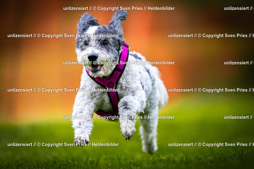 Sven Pries | 2025-09-21 - Hunderennen Baden-Oos - Realisiert mit Pictrs.com