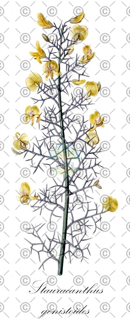 HistAbb_7M23_6_ENZY_Simple | Historische Abbildung von Stauracanthus genistoides - Fabaceae | Historical Illustration of Stauracanthus genistoides - Fabaceae