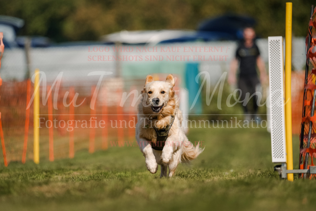 20250928_Hunderennen-636 | MuT (Mensch und Tier) mit Mona - Fotografie und Tierkommunikation - Realisiert mit Pictrs.com