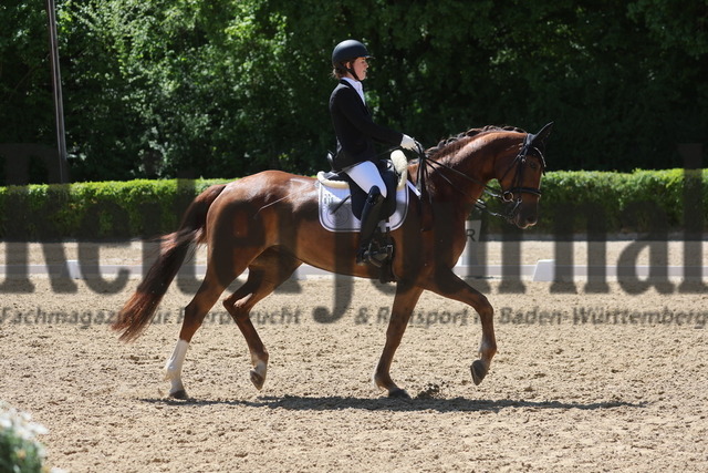 Böblingen_2025_Prfg.Nr.08_Dressurprüfung_Kl.M_Nürnberger Burgpokal_Sophia Sautter_Benicia E (8) | Alle Fotos der Reiterjournal Fotografin Doris Matthaes im Reiterjournal Online-Fotoshop. - Realisiert mit Pictrs.com
