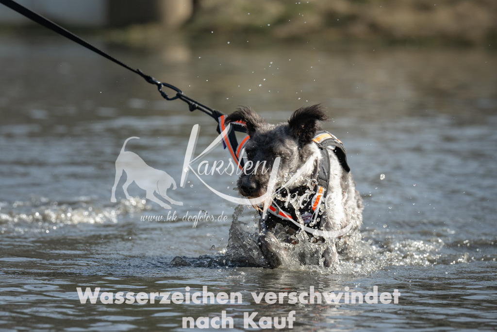 1304_ZZ94300 | kk-dogfotos