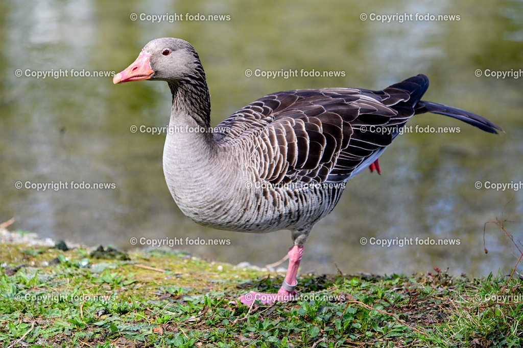 Vögel_ 15.03.2026-10 | 15.03.2026, LINZ, AUT, Themenbild, im Bild Vogel, Graugans, Gans, Anser anser, Wasservogel, graues Gefieder, orangefarbener Schnabel, orangefarbenes Auge, langer Hals, Vogel beim Fressen, Schnabel am Boden, Nahrungssuche, Wildvogel, Tierfotografie, Naturfotografie, Nahaufnahme, Detailaufnahme, Wassertropfen auf Federn, Gras und Erde, natürlicher Lebensraum, europäische Vogelart, Symbolbild, Feature
