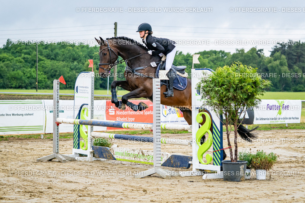 DSC02018 | Pferdegrafie