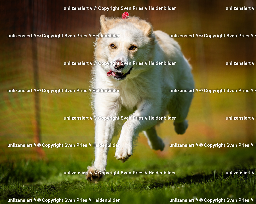 Sven Pries | 2025-04-13 - Hunderennen Baden-Baden - Realisiert mit Pictrs.com