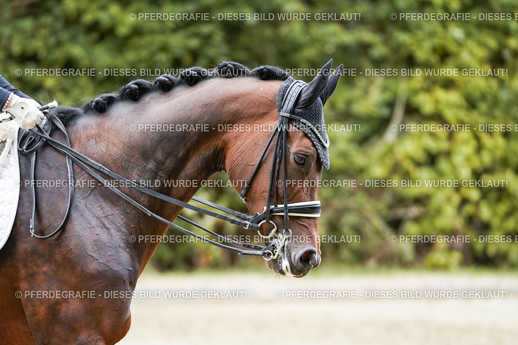 DSC01989 | Pferdegrafie