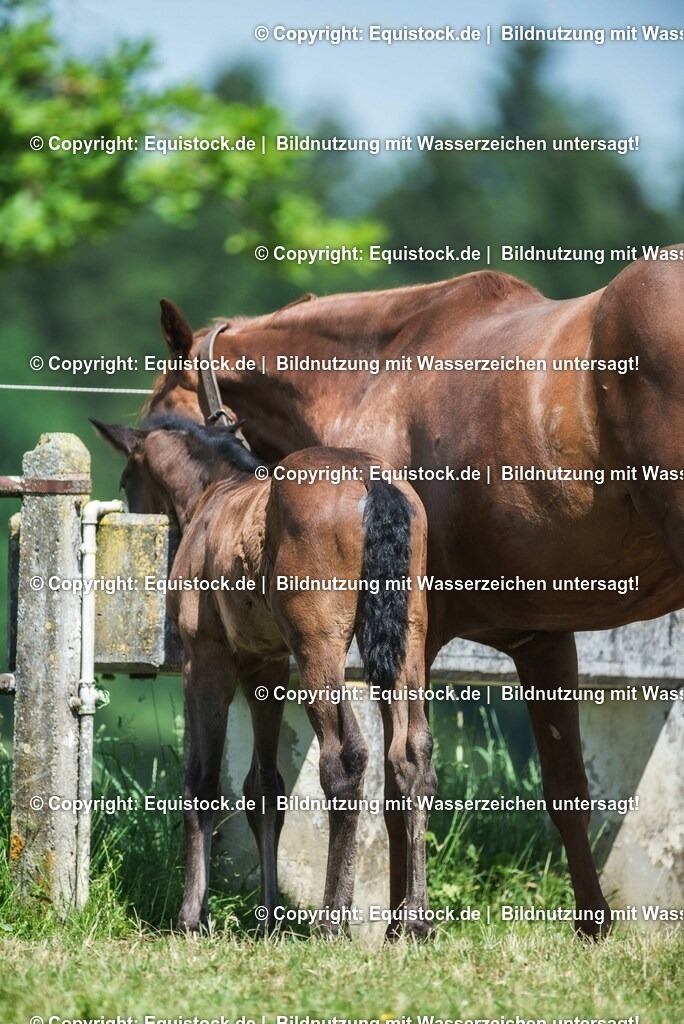 20210617_Fohlen_0211 | Foto: Thomas Hartig