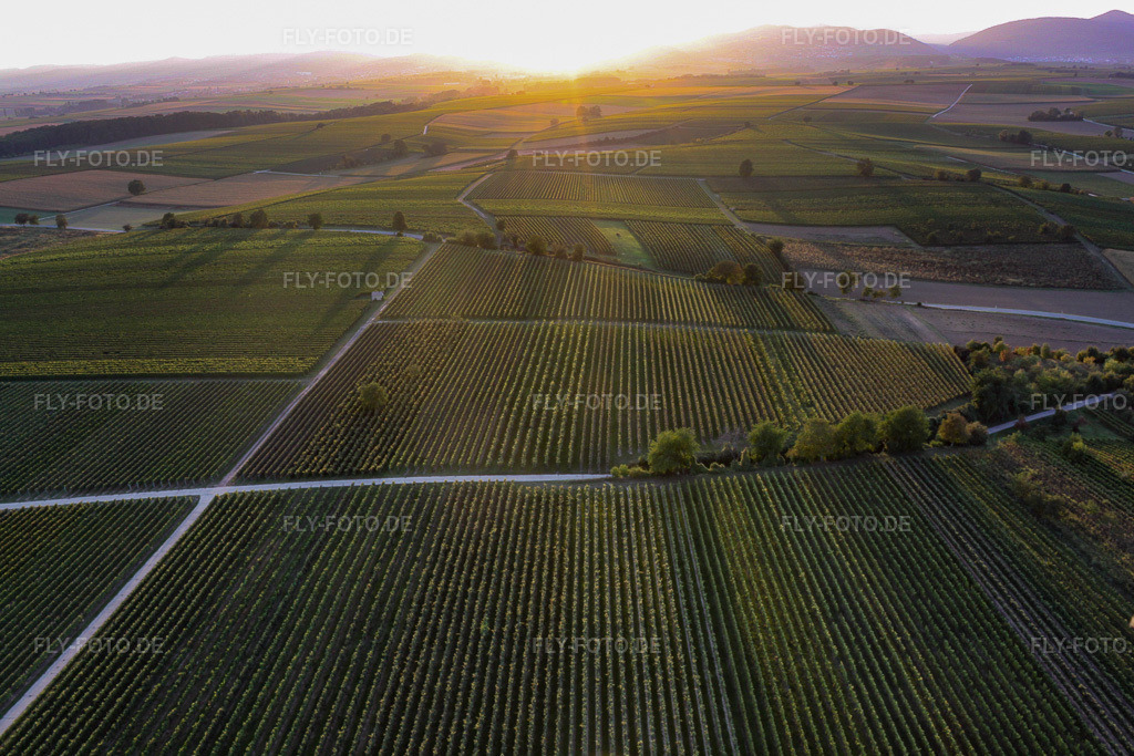 Luftbild: Weinbergs- Landschaft der Winzer- Gebiete im Gegenlicht der untergehenden Sonne im Ortsteil Ingenheim in Billigheim-Ingenheim im Bundesland Rheinland-Pfalz in Deutschland. Foto: IMG_21288.jpg vom 23.09.2009 durch Werner Riehm/FLY-FOTO.de