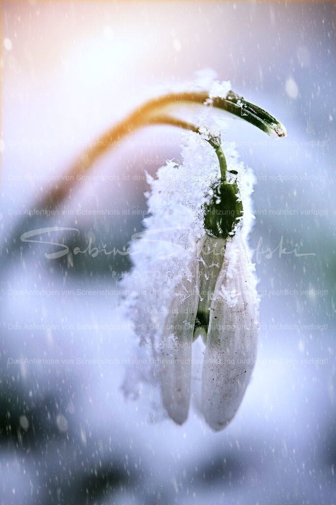 Schneeglöckchen im Schnee | People- und Tierfotografie, Imageaufnahmen, Veranstaltungsfotografie und Wandbilder aus der Natur ★ Made in Germany ✔️ Druck + Downloads ✔️ Naturfotografie in Top Qualität ★ schneller Versand, weltweite Lieferung! - Realisiert mit Pictrs.com