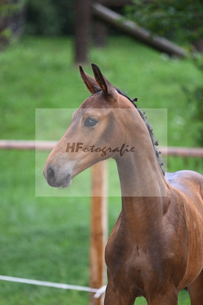 Kat-Nr. 22 HF Coros_Wohlsperger_25230388 | hf-fotografie - Realizzato con Pictrs.com