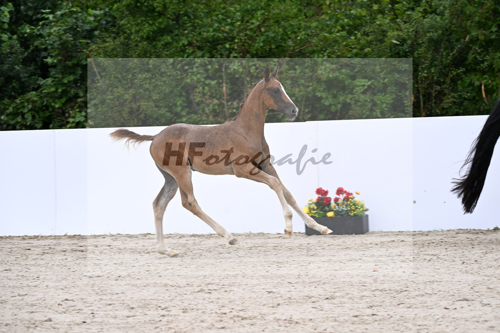 Bowmore x Dressage Royal_SF_Heilemann_23250227 | hf-fotografie - Realizzato con Pictrs.com