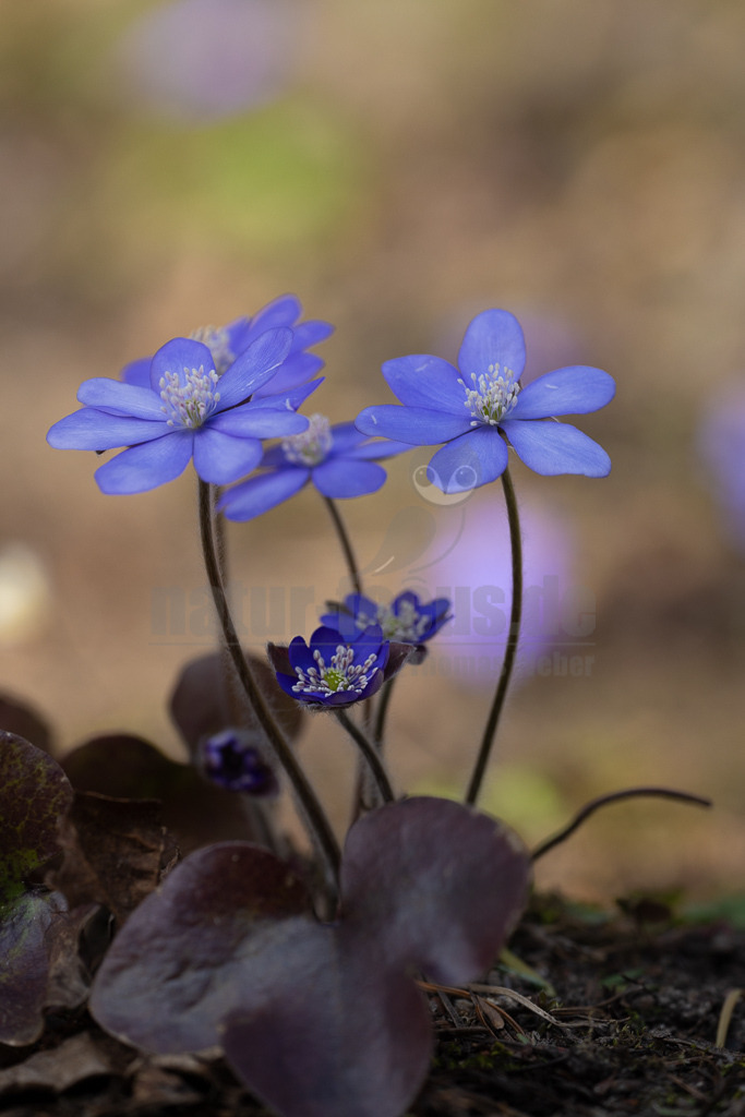 20220312115541 | Das Leberblümchen (Hepatica nobilis) ist ein typischer Frühlingbote. Im März, wenn Brauntöne noch das Bild des Waldes beherrschen, sind die zarten blauvioletten Blüten am Waldboden das erste Zeichen des einsetzenden Frühlings. Die hübschen Pflanzen nutzen die Zeit, bevor die Blätter der Bäume austreiben und ihnen das Licht rauben. Die Lebensdauer der Blüten beträgt etwa acht Tage. Mitte April ist ihre Blütezeit bereits abgeschlossen. - Realisiert mit Pictrs.com
