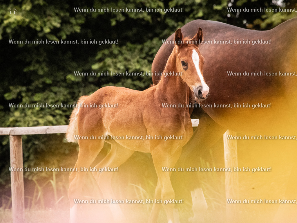 A10I5588 | photographylinaismer - Realisiert mit Pictrs.com