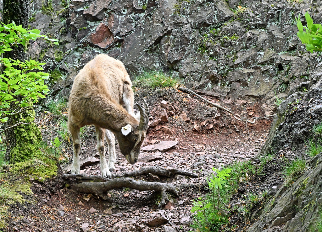 Lieschen02 | lucisnaturbilder - Realisiert mit Pictrs.com