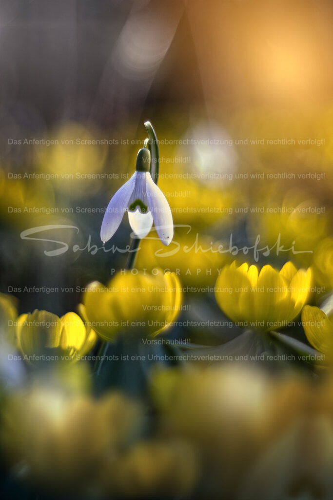 Zusammen in den Frühling | Ein Schneeglöckchen umgeben von Winterlingen im Morgenlicht - Realisiert mit Pictrs.com