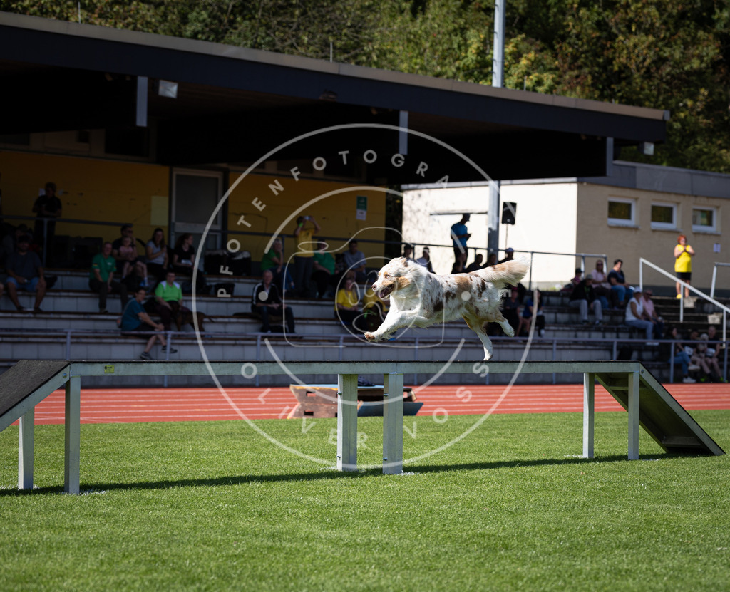 Pfotenfotografie_DV3A8265 | Hundefotografie, Tierfotograf, Pfotenfotografie, Fotoshooting Hund, Hunde Portrait, Hundesport, Hundeportraits, Heideshooting, Hunde, Sportfotograf, Hundefotograf, Turnierhundsport, THS,  - Realisiert mit Pictrs.com