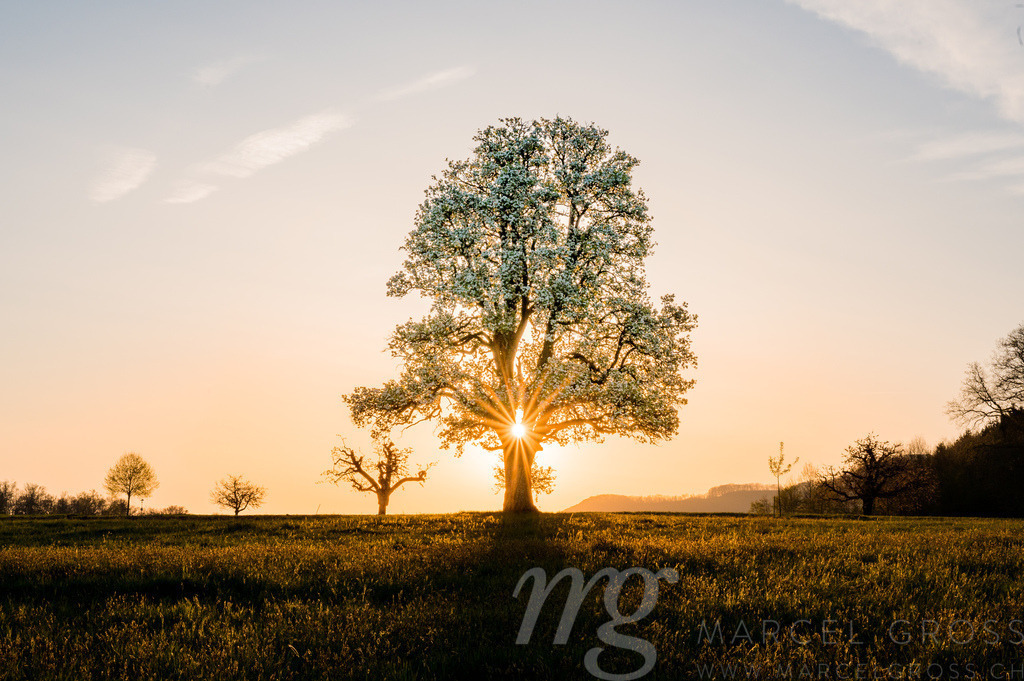 wonderful spring sunrise with a giant pear tree in Baselland | Die ideale Geschenkidee für Naturliebhaber. Naturbilder von Marcel Gross Photography für ihr Zuhause in den verschiedensten Formaten und Materialien. - Realisiert mit Pictrs.com