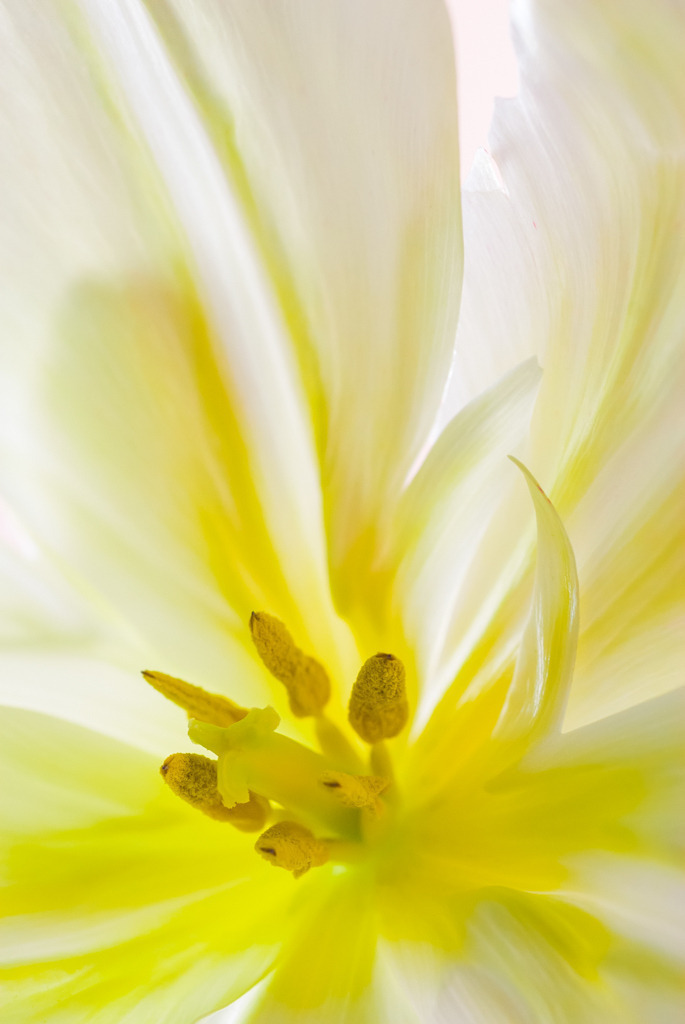 Portrait einer weißen Tulpenblüte | Best. Nr. d_2007_03_1539 - Realisiert mit Pictrs.com